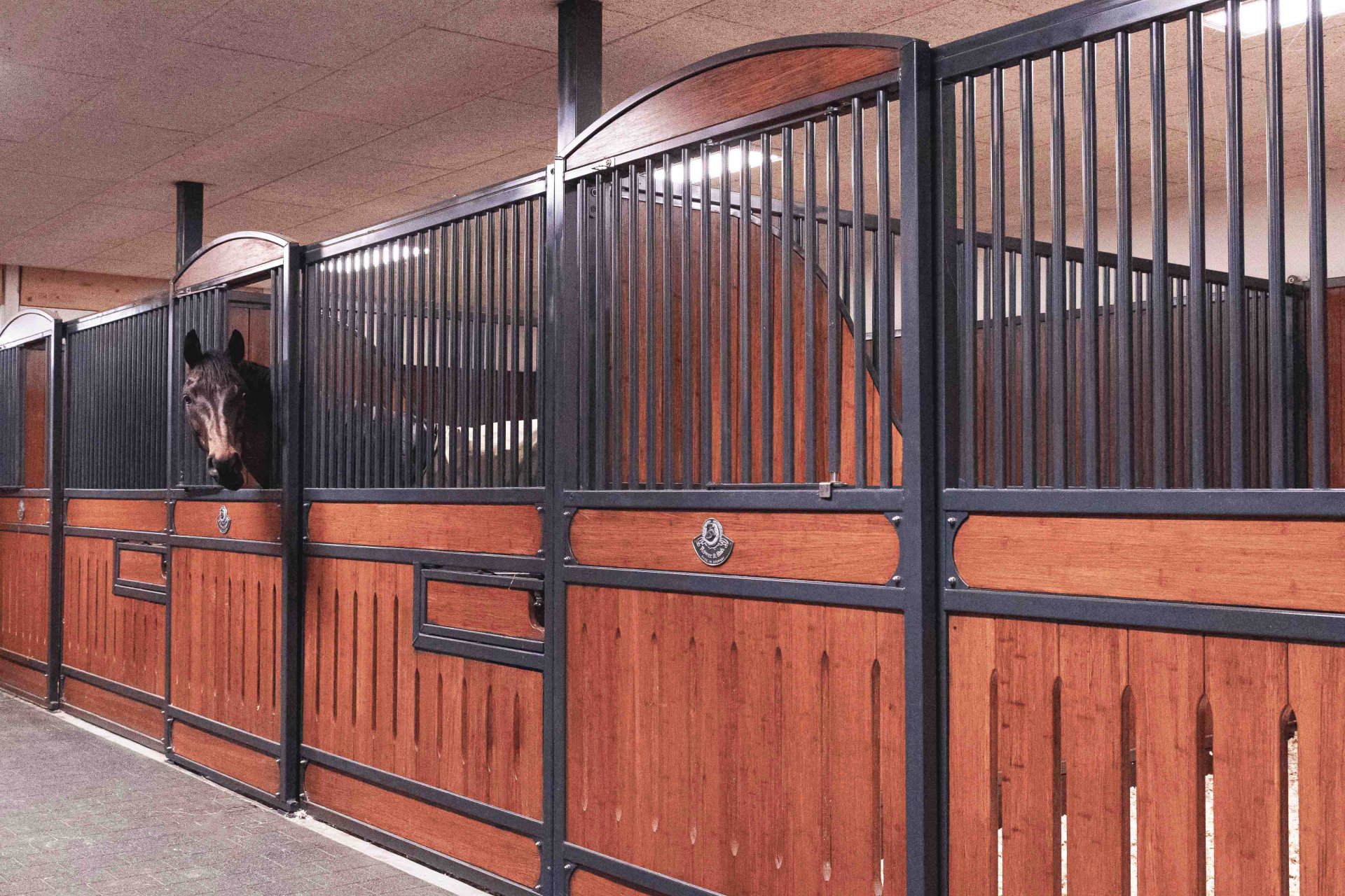 Stable aisle with horses in the Hamburg horse stall model with powder coating